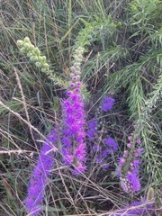 Liatris punctata