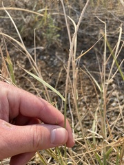 Sporobolus cryptandrus