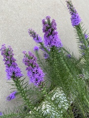 Liatris punctata