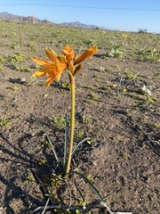 Zephyranthes bagnoldii