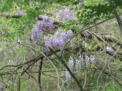 Wisteria