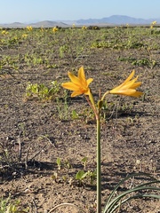 Zephyranthes bagnoldii