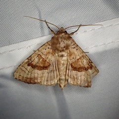 Phlogophora periculosa