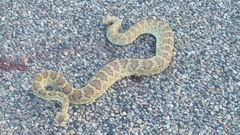Crotalus scutulatus