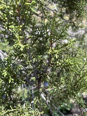 Juniperus arizonica