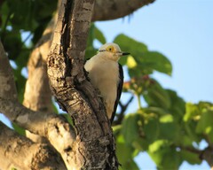 Melanerpes candidus