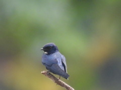 Hirundo nigrita