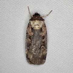 Pseudohermonassa bicarnea