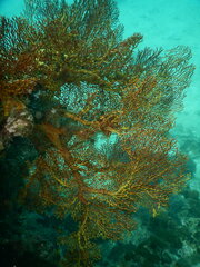 Melithaea ochracea