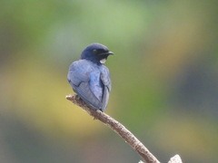 Hirundo nigrita