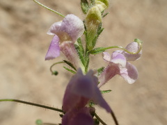 Sairocarpus vexillocalyculatus vexillocalyculatus