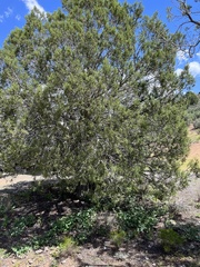 Juniperus arizonica