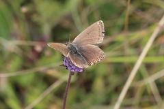Polyommatus coridon