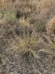 Sporobolus cryptandrus