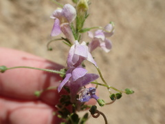 Sairocarpus vexillocalyculatus vexillocalyculatus