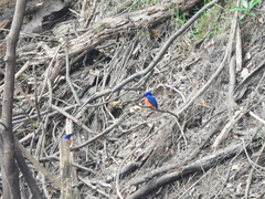 Alcedo quadribrachys