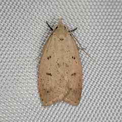 Machimia tentoriferella