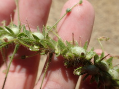 Sairocarpus vexillocalyculatus vexillocalyculatus