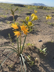 Zephyranthes bagnoldii