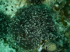 Heteractis magnifica