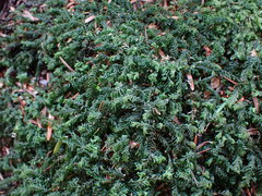 Plagiochila