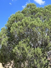 Juniperus californica