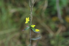 Erysimum cheiranthoides