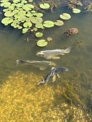 Cyprinus rubrofuscus