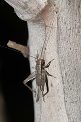 Eurepa marginipennis