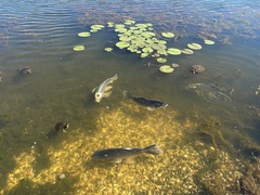 Cyprinus rubrofuscus