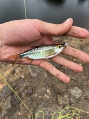 Brycinus