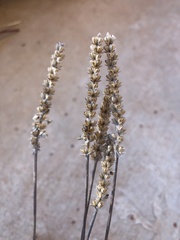 Plantago patagonica