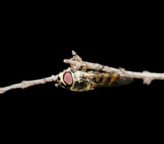 Melangyna viridiceps