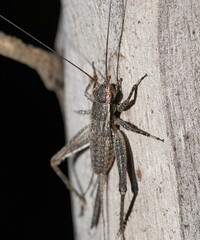 Eurepa marginipennis