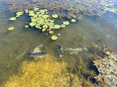 Cyprinus rubrofuscus