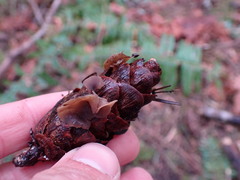 Ciboria rufofusca