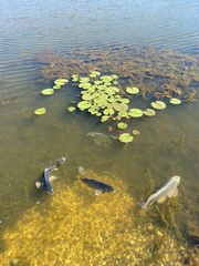Cyprinus rubrofuscus