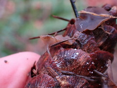 Ciboria rufofusca