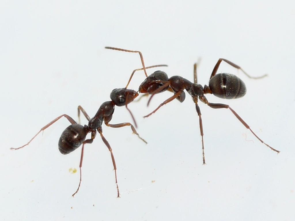 Prairie Mound Ant