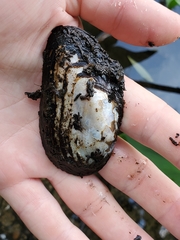 Unionoidea