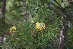 Isopogon anethifolius