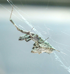 Philoponella congregabilis