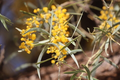 Acacia georginae