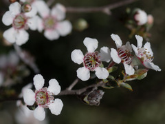 Leptospermum erubescens