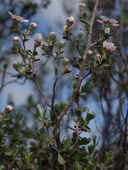 Leptospermum erubescens