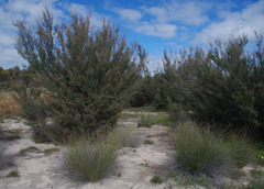 Leptospermum erubescens