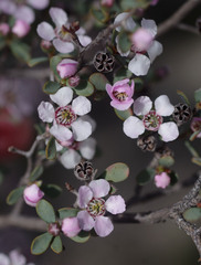 Leptospermum erubescens