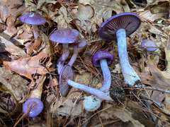 Cortinarius iodes