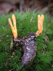 Cordyceps