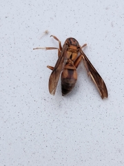 Polistes rubiginosus